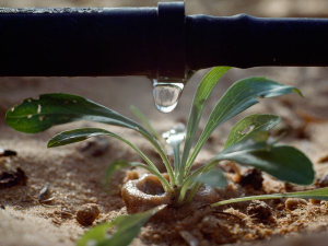 a drip line providing water to a fledgline plant