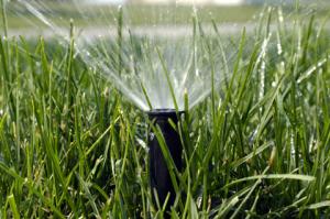 a pop up head waters a Flower Mound yard